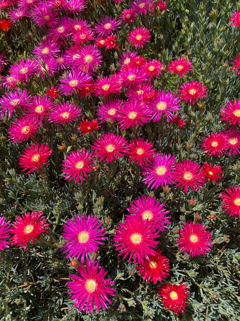 Dark Pink Ice Plant Cutting Lampranthus Succulent Ground Cover Easy to grow image 4