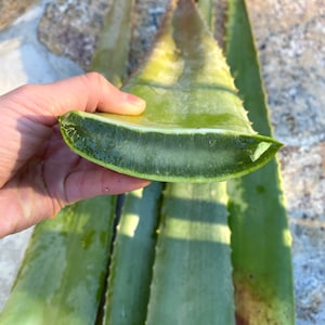 ORGANIC FRESH Aloe Vera Leaf | Large Aloe Vera Leaf | Whole Aloe leaf fresh 18&quot;-24&quot;