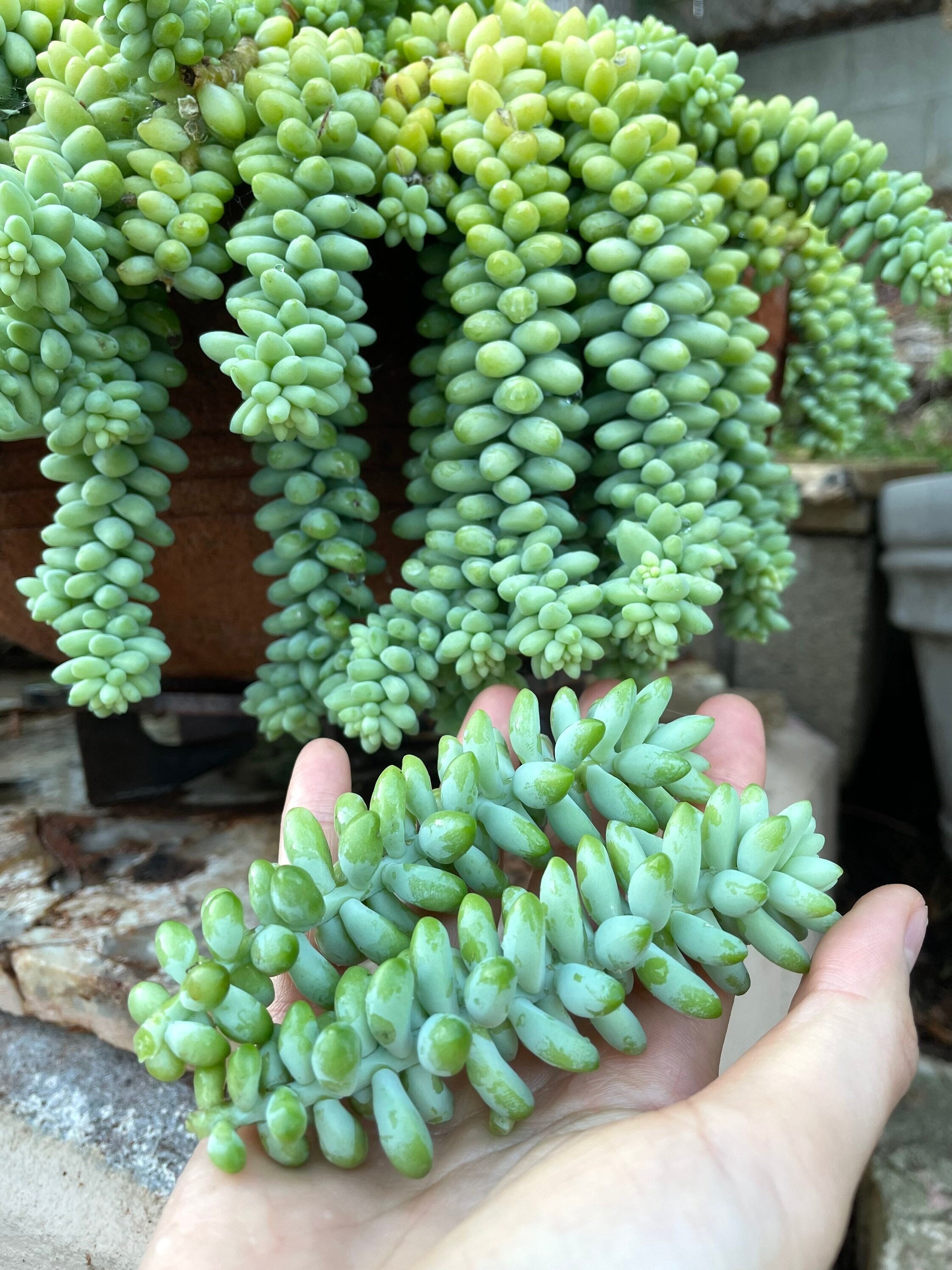 Donkey Tail Succulent | Cola de Burro, donkey tail rare | Sedum morganianum  Burrito | Succulent cut | Succulent live hanging plant