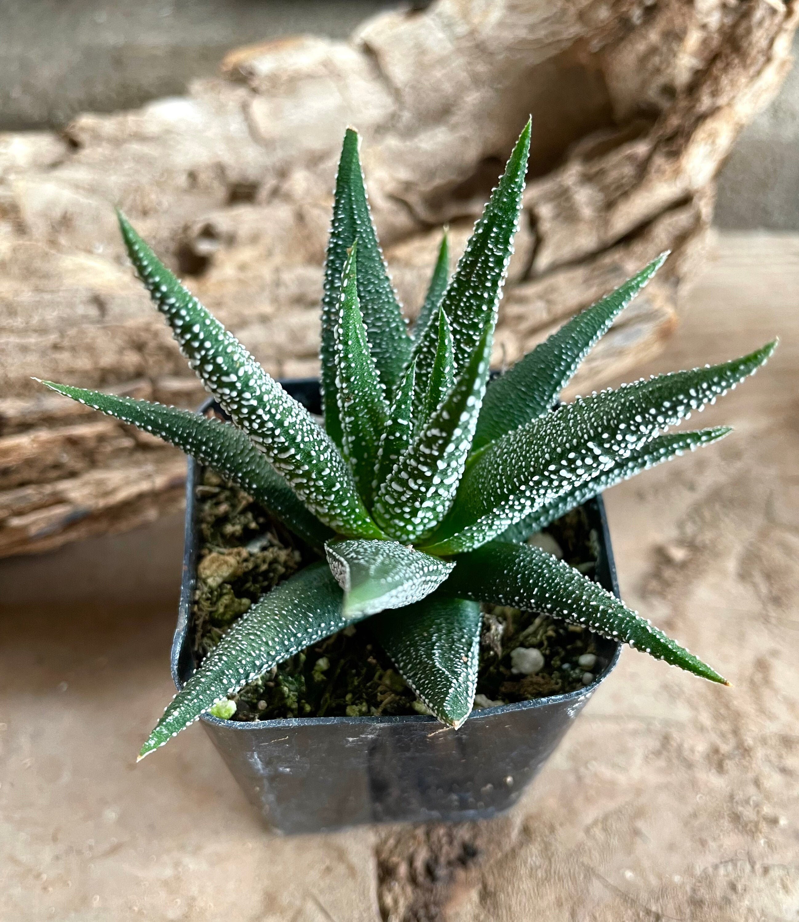 haworthia concolor haworthia concolor