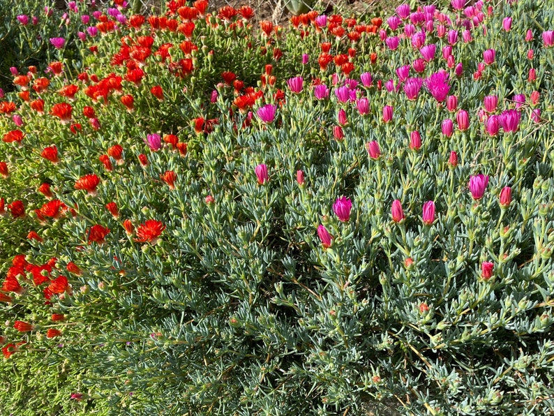 Dark Pink Ice Plant Cutting Lampranthus Succulent Ground Cover Easy to grow image 6