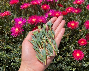 Dark Pink Ice Plant Cutting Lampranthus Succulent Ground - Etsy