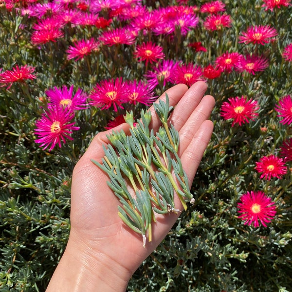 Dark Pink Ice Plant Cutting | Lampranthus | Succulent Ground Cover | Easy to grow