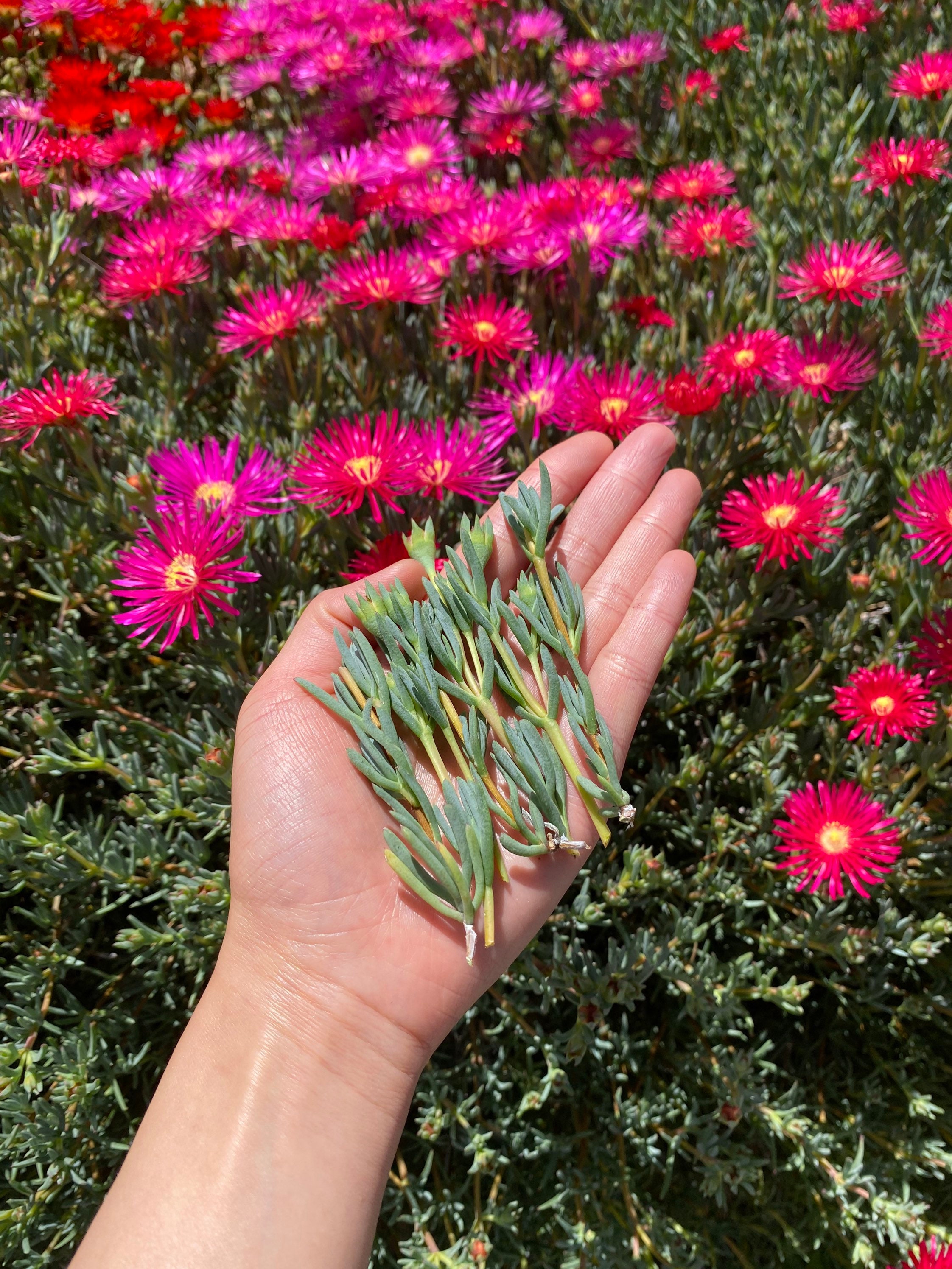 Dark Pink Ice Plant Cutting | Delosperma Cooperi | Succulent Ground Cover | Easy to grow