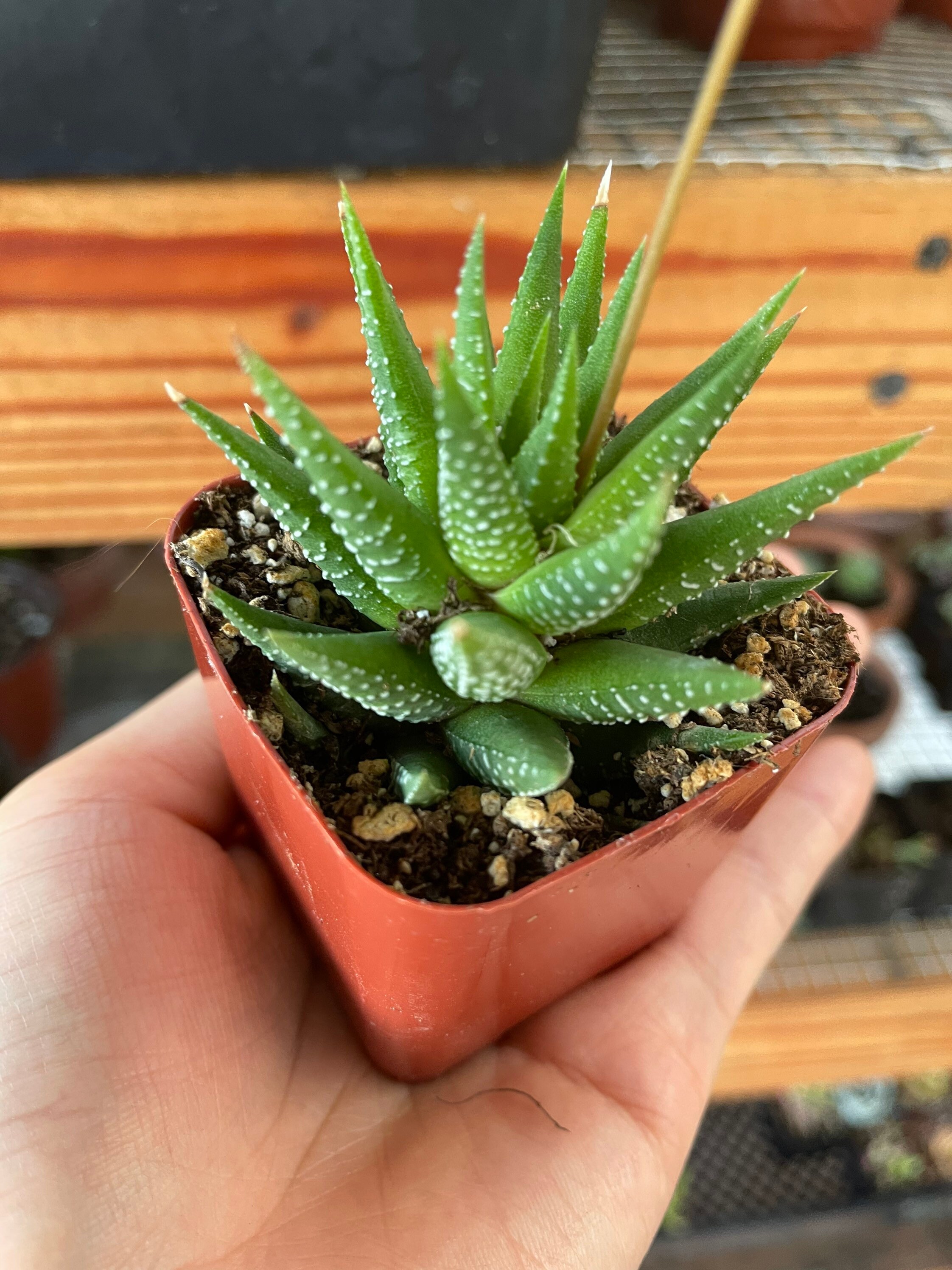 Zebra Haworthia 2 inch pot / 4 inch pot Live Plant Etsy