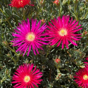 Dark Pink Ice Plant Cutting Lampranthus Succulent Ground Cover Easy to grow image 3