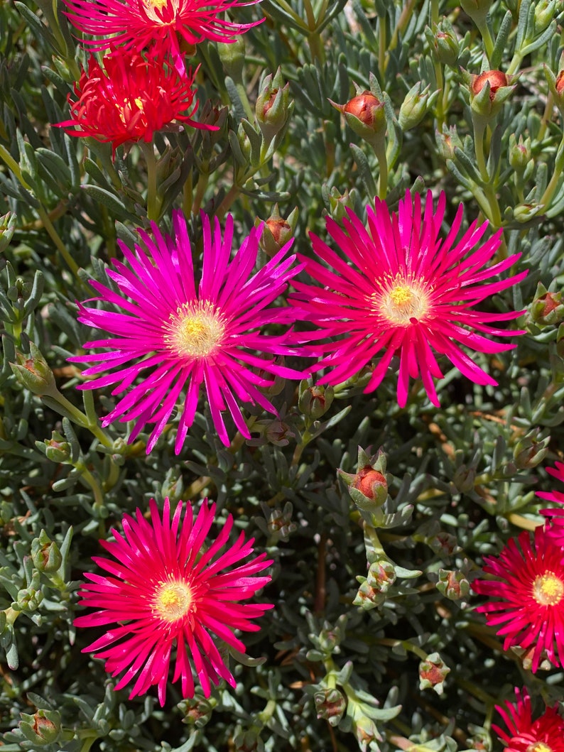 Dark Pink Ice Plant Cutting Lampranthus Succulent Ground Cover Easy to grow image 3