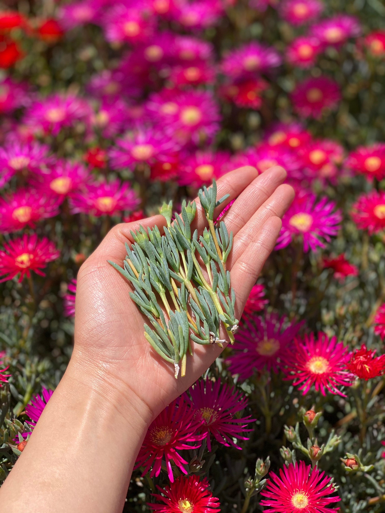 Dark Pink Ice Plant Cutting Lampranthus Succulent Ground Cover Easy to