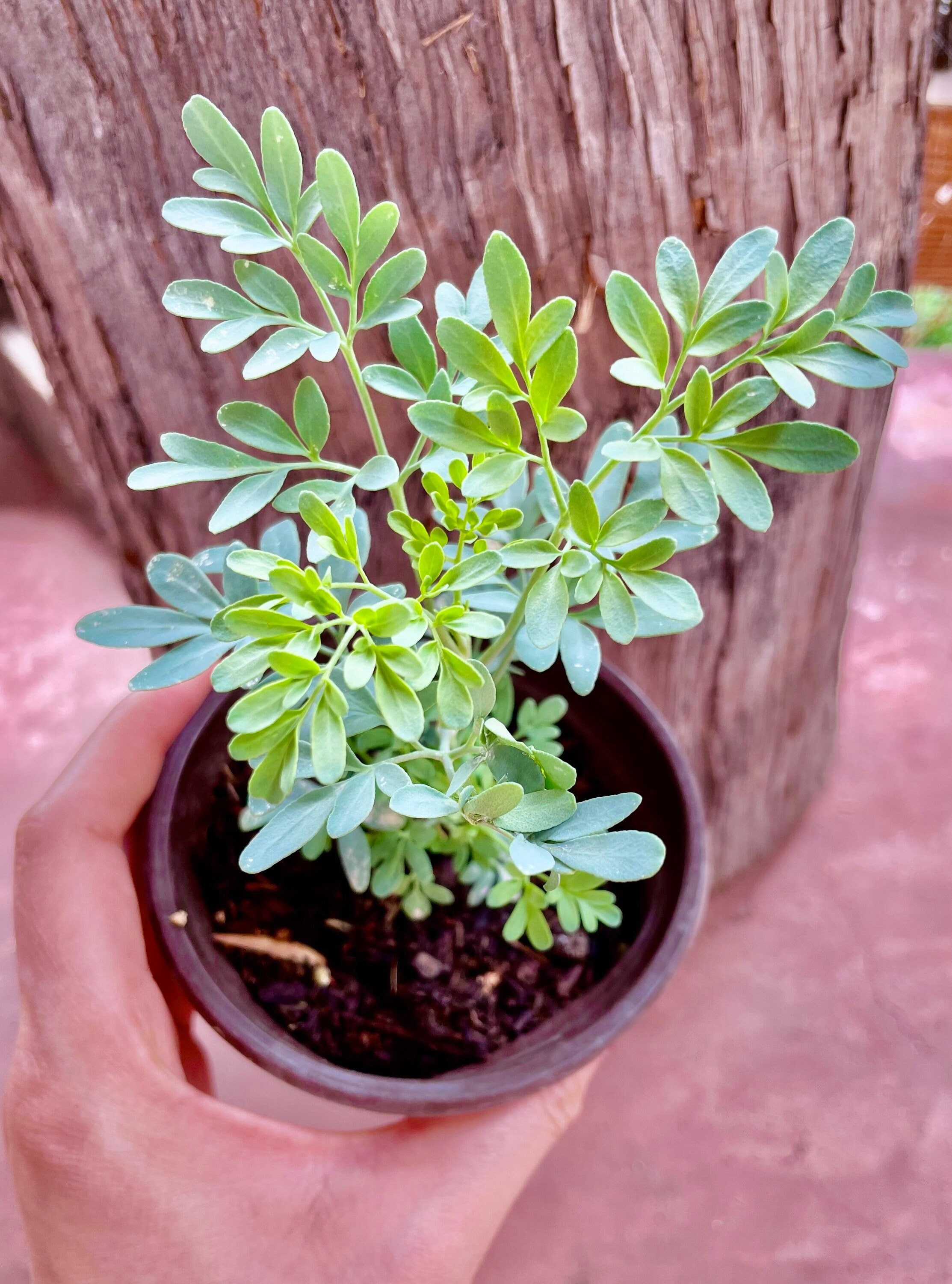 Rue Ruta Graveolens Common Rue Ruda Herb Starter Plant Etsy Rue Ruta Graveolens Common Rue Ruda Herb Starter Plant Etsy