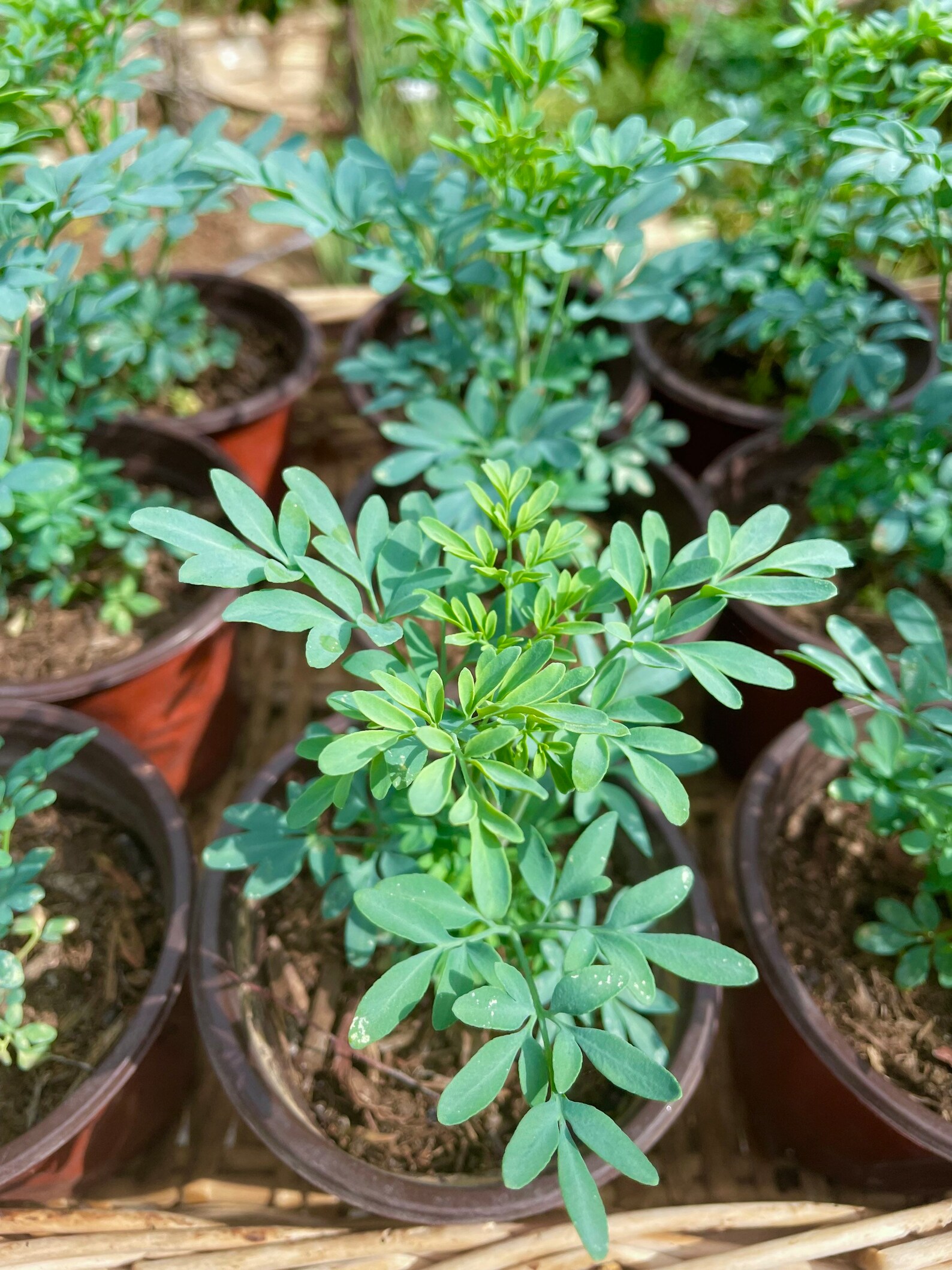 Rue Ruta Graveolens Common Rue Ruda Herb Ruda Plant Etsy