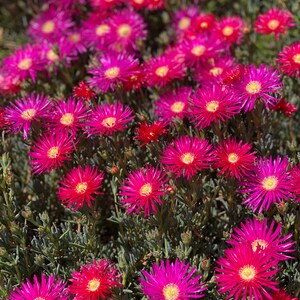 Dark Pink Ice Plant Cutting Lampranthus Succulent Ground Cover Easy to grow image 5