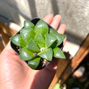 Haworthia Retusa | Live Succulent | 2&quot; Pot | 2.5&quot; Pot