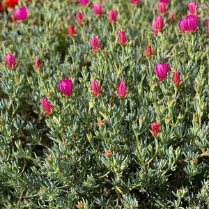 Dark Pink Ice Plant Cutting Lampranthus Succulent Ground Cover Easy to grow image 9