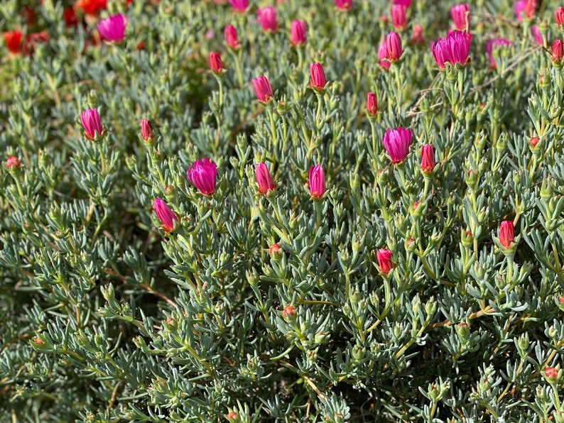 Dark Pink Ice Plant Cutting Lampranthus Succulent Ground Cover Easy to grow image 9