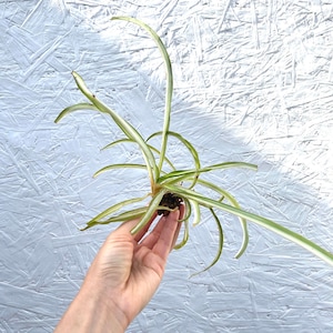 3 Spider Plant Babies | Variegated Spider Plant Babies | Indoor Plant | Air Purifier | Pack of 3