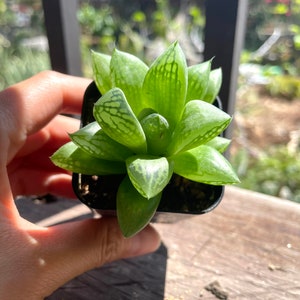 Haworthia Succulent | Live Succulent | 4”Pot