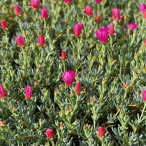 Dark Pink Ice Plant Cutting Lampranthus Succulent Ground Cover Easy to grow image 7