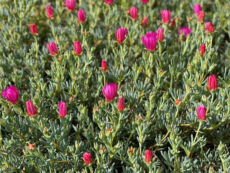 Dark Pink Ice Plant Cutting Lampranthus Succulent Ground Cover Easy to grow image 7