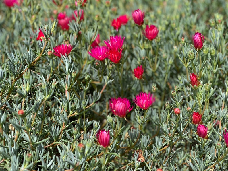 Dark Pink Ice Plant Cutting Lampranthus Succulent Ground Cover Easy to grow image 8