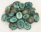 Green Limpet Shells, 1 2 to 1 inch, Limpet Shell, Seashells, Shells, Craft Shells, Small Shells, Tiny Shells, Green Limpet Seashells