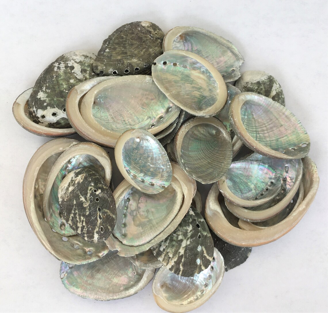 Abalone Shells Seashells Shells Craft Shells Beach Decor Etsy