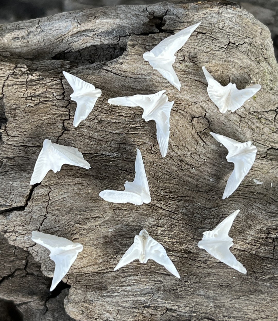 Tiny Sand Dollar Doves, Sand Dollar Doves, Tiny Doves Etsy