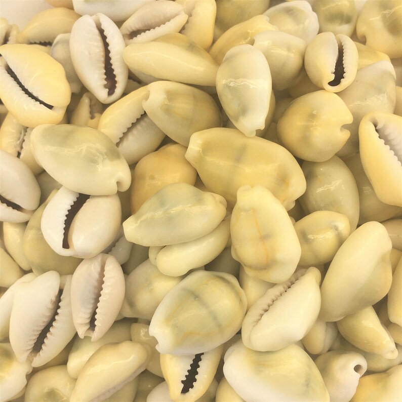 Money Cowrie Shells Cowrie Shell Seashells Shells Craft Etsy