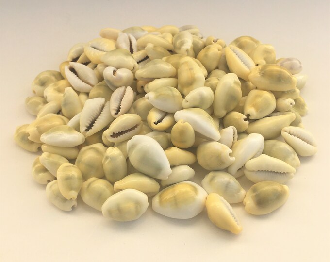 Money Cowrie Shells Cowrie Shell Seashells Shells Craft Etsy