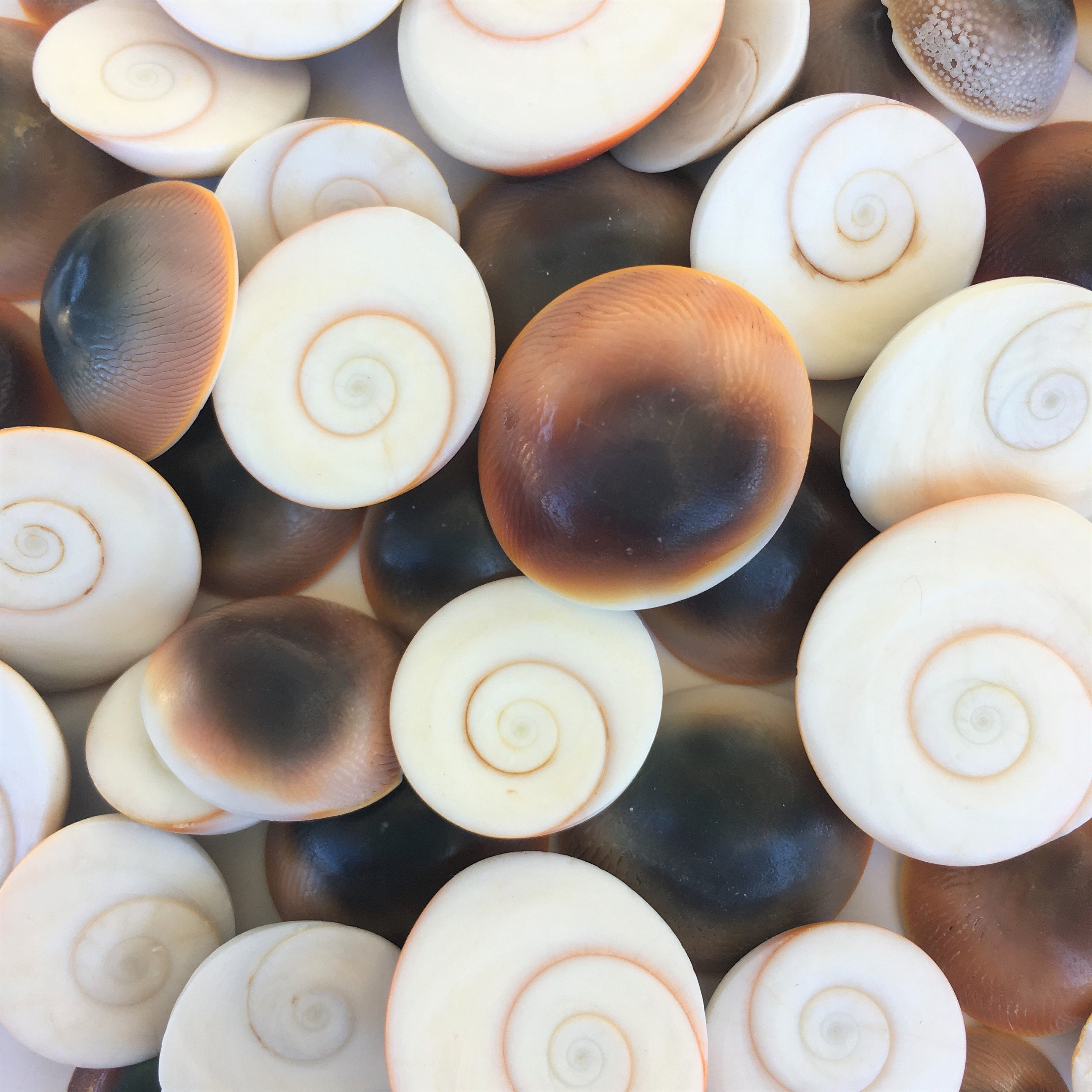 Cat Eye Shells Cat Eye Seashells Shells Craft Shells Beach Etsy