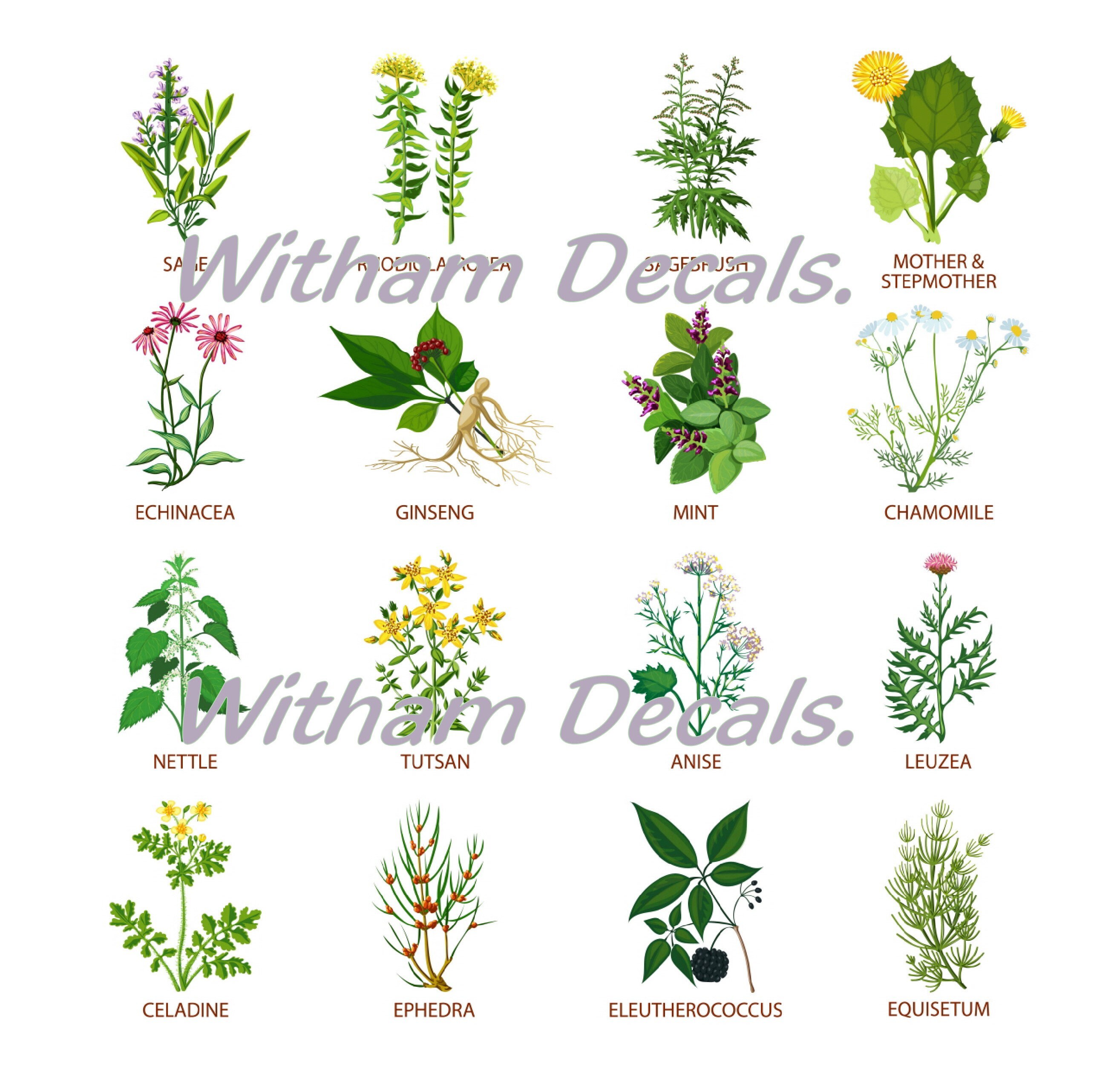 Stickers Herb Selection decals vinyl Sticker A4A3 Etsy