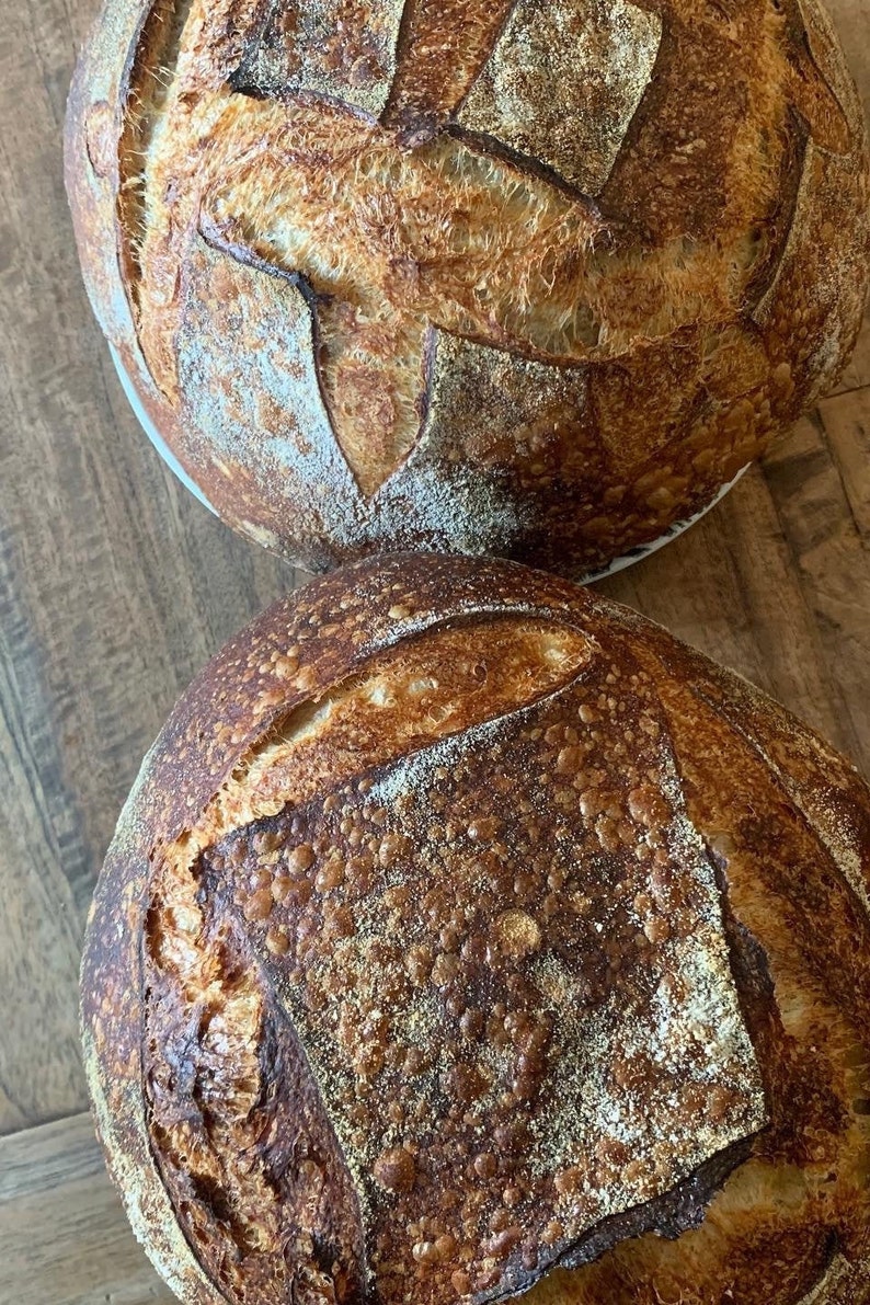 Levain au levain San Francisco de 150 ans d'âge SUPER ACTIF Démarreur à sec avec mode d'emploi. Veuillez consulter les commentaires image 5