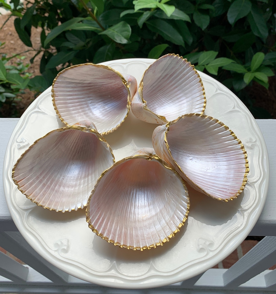 Seashell Jewelry Holder Hand Painted Large Atlantic Cockle Etsy UK