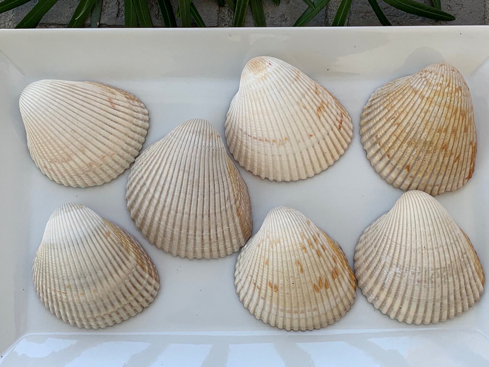 Seashell Jewelry Holder Hand Painted Shells Shell Trinket Etsy