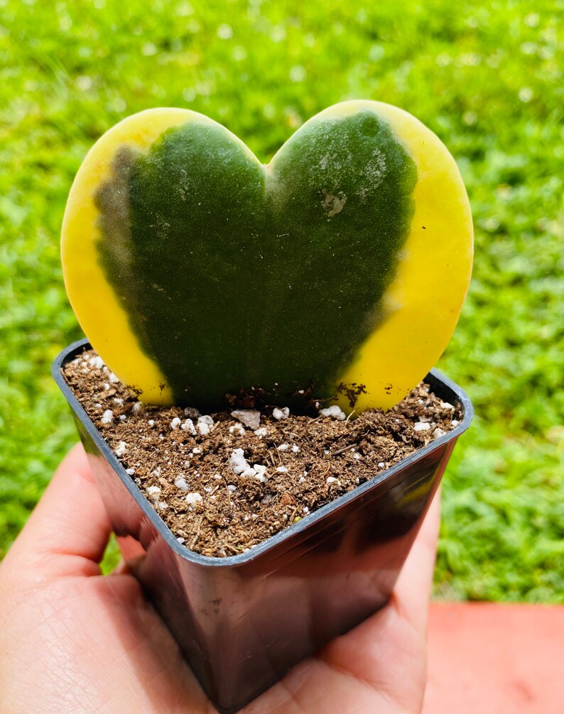 Single leaf hoya kerrii