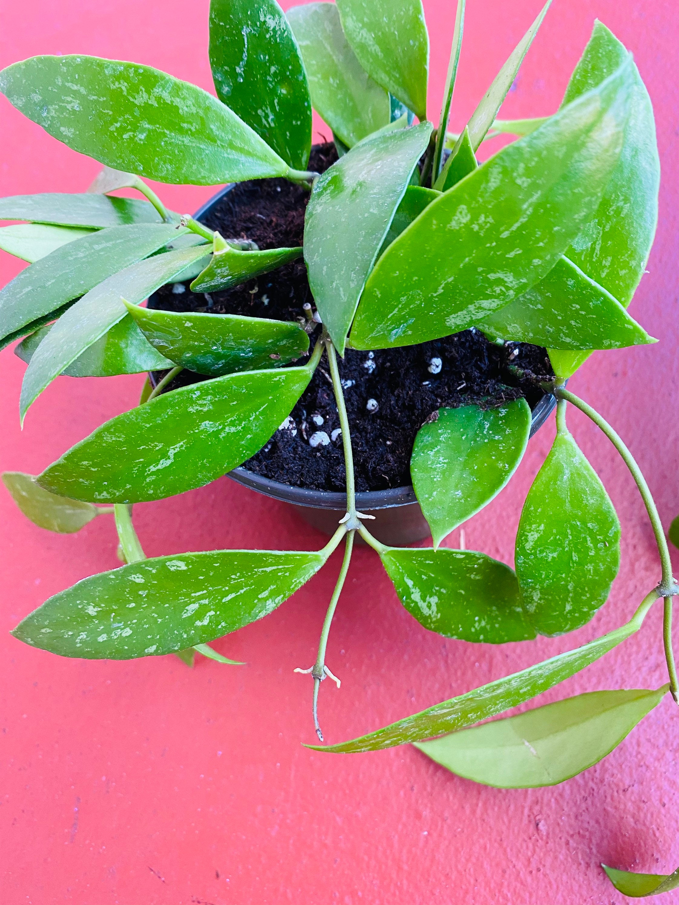 hoya memoria gracilis hoya memoria gracilis