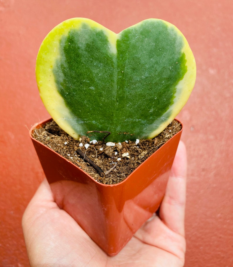 single leaf hoya kerrii