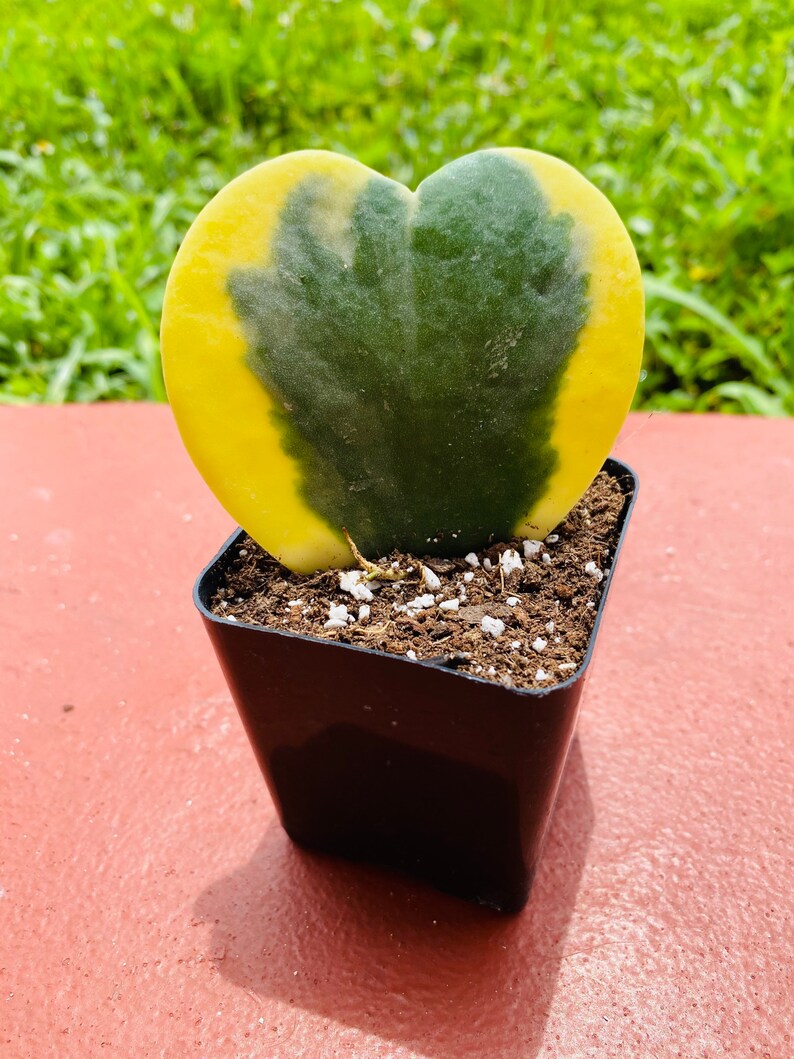 Single leaf hoya kerrii
