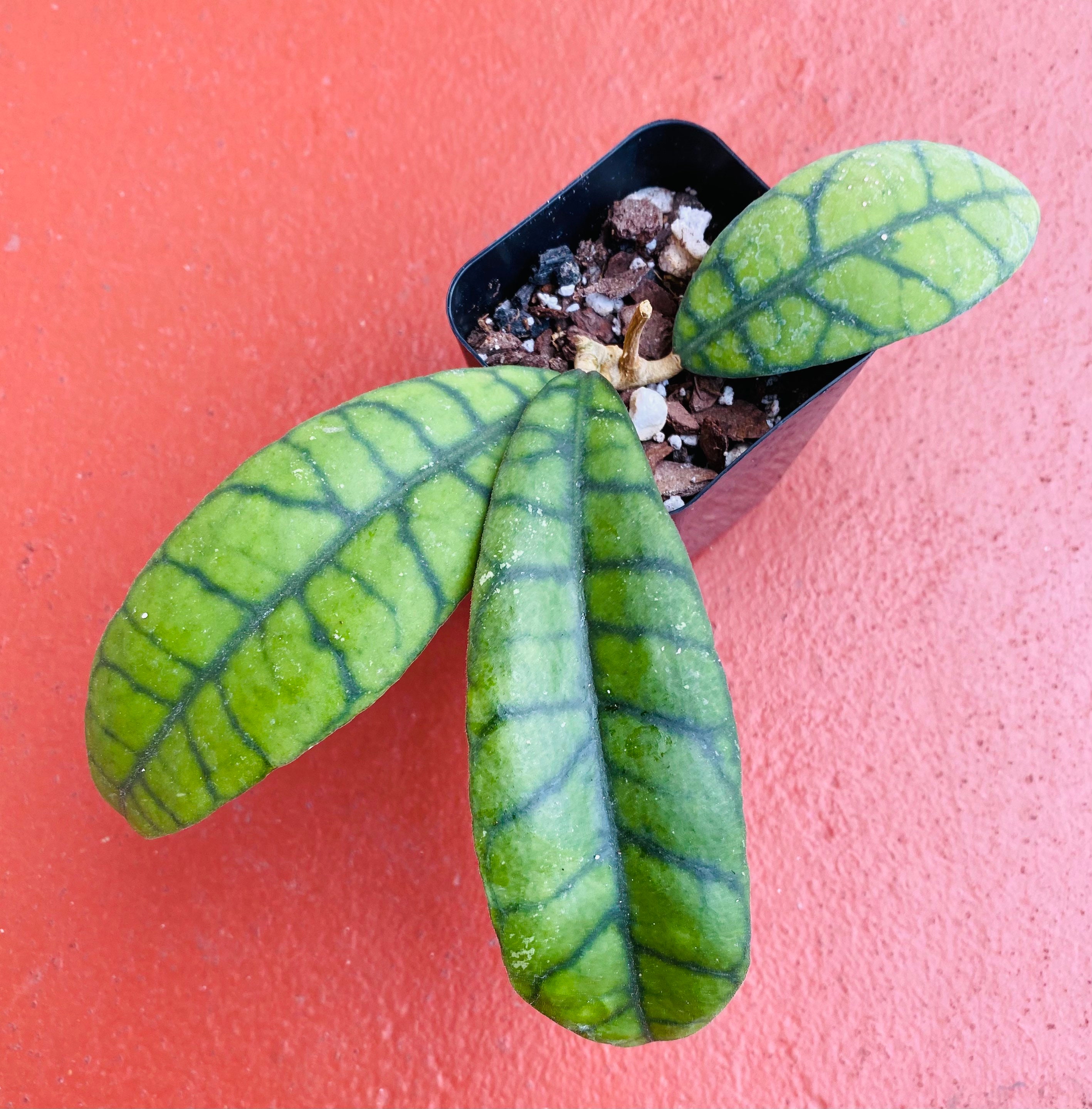 Hoya Callistophylla Live Rare Plant | Etsy