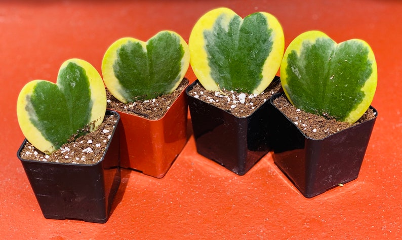 Single leaf hoya kerrii
