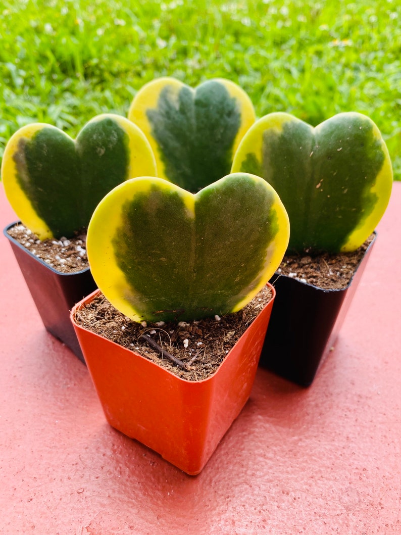 Single leaf hoya kerrii