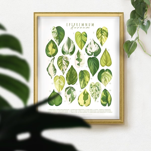 Pothos Varieties Art Print, Plant Taxonomy Print, Epipremnum Aureum, Plant Identification Print, ID Chart, Gift for Plant Lovers