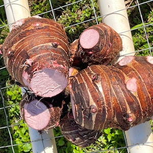 Harvested and Shipped Out On The Same Day Kalo (Taro)