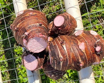 Harvested and Shipped Out On The Same Day Kalo (Taro)