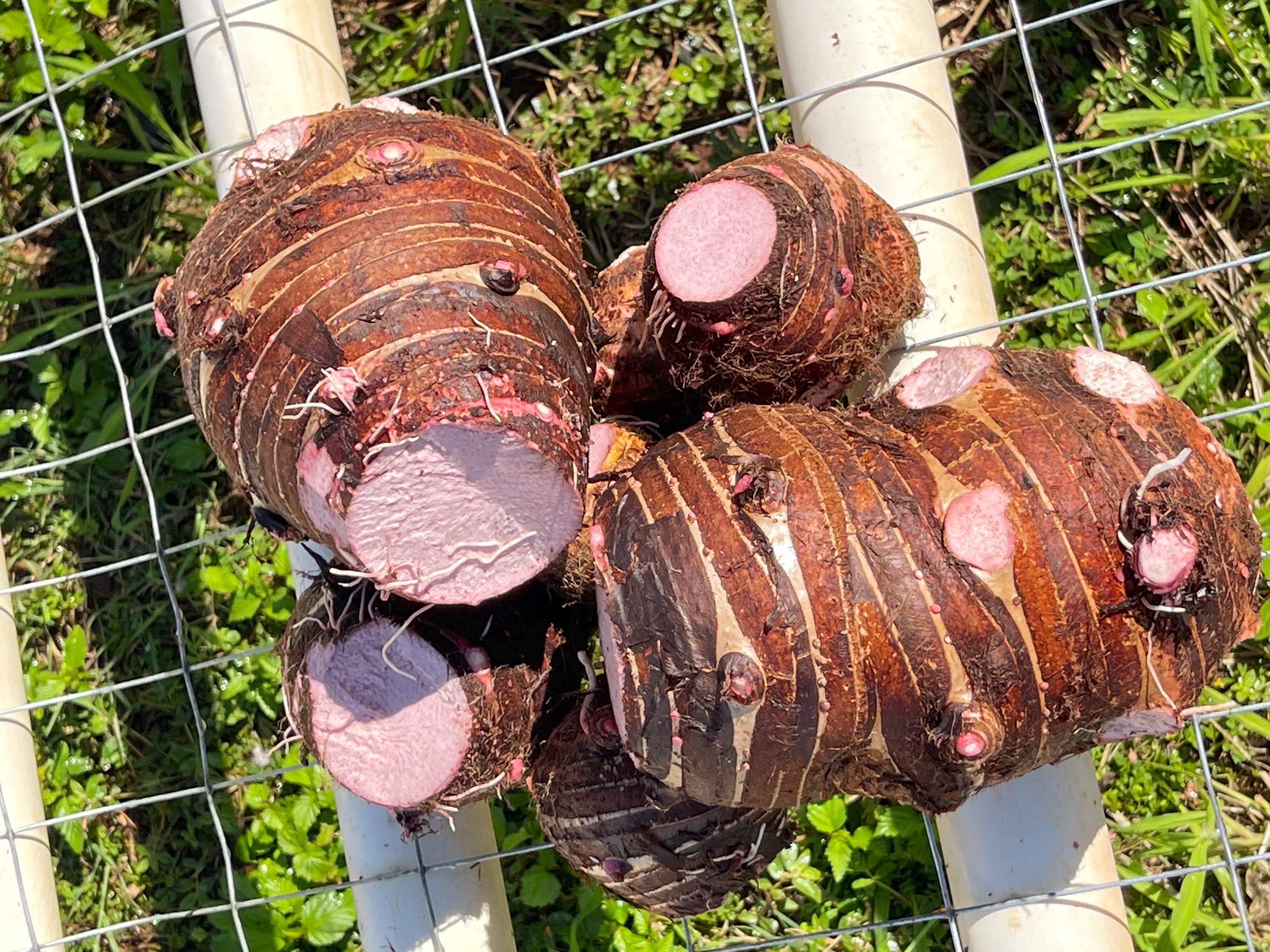 Taro Root