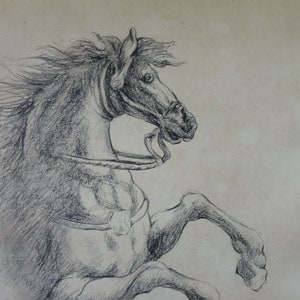 Bleistiftzeichnungen von sich aufbäumenden Pferden