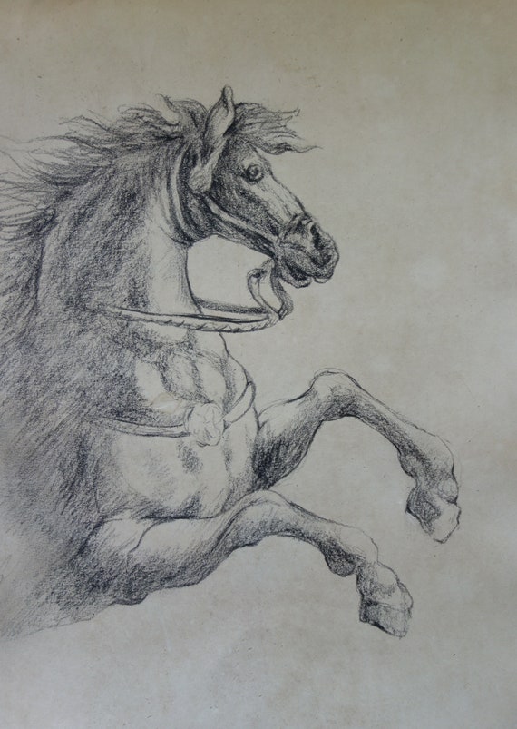 PRODOTTI PER LA CURA DEGLI ARTI per il cavallo Firenze PRODOTTI