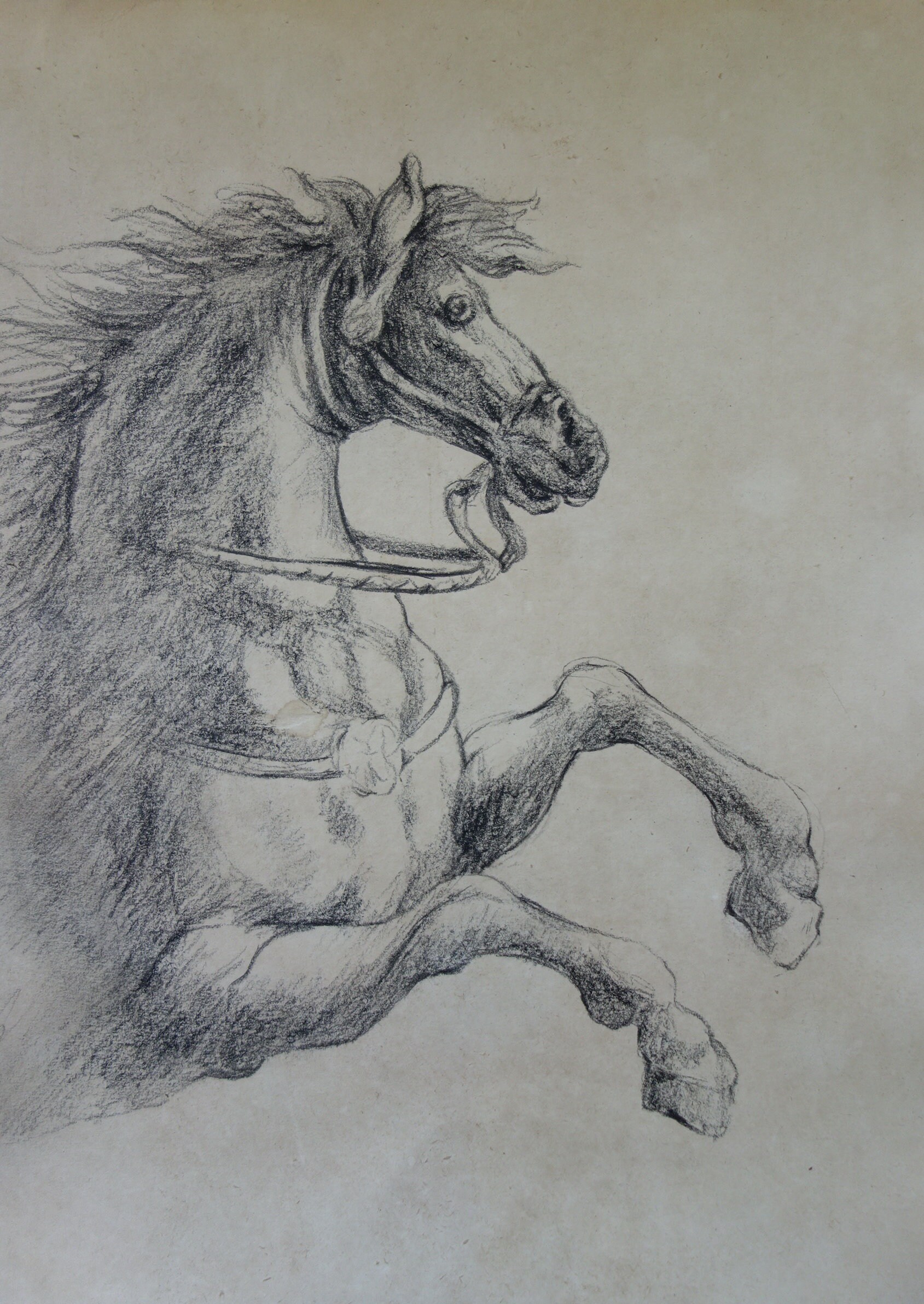 European Old Master Drawing, Horse, Charcoal Figure Study