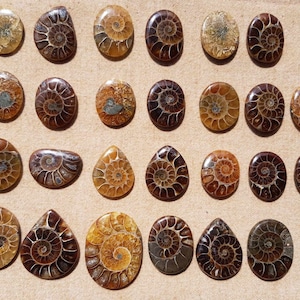 1 Piece LARGE Ammonite Freeform Flat Back Gemstone Cabochon Multiple Choice Listing