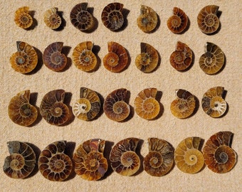 1 pièce PETIT cabochon de pierres précieuses à dos plat avec ammonite de forme libre