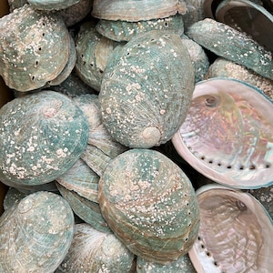 Natural Australian Abalone Shells | 7.5–9cm Unpolished Seashells for Crafts, Jewellery, Coastal Decor